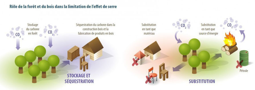 Rôle de la forêt et du bois dans la limitation de l'effet de serre - crédit : Alterre-Bourgogne